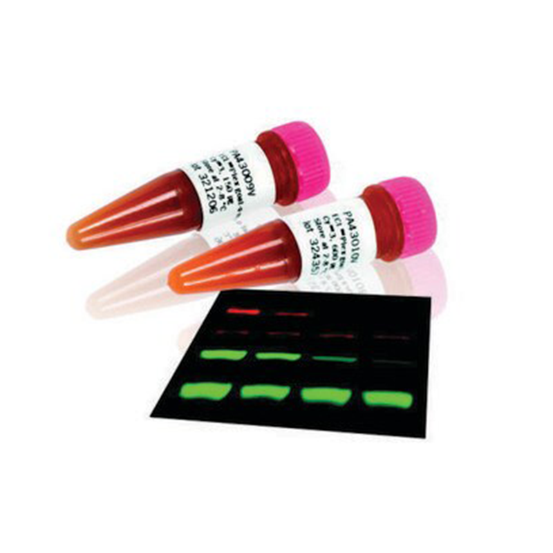 Secondary Antibody Conjugates